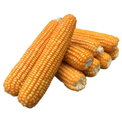 F1 Hybrid Maize